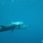 Dauphins à long bec, Baie de Tamarin, Maurice