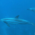 Dauphins à long bec, Baie de Tamarin, Maurice