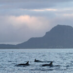 Dauphins à long bec passant devant le Morne, Baie de Tamarin, Maurice