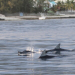Dauphins à long bec, Baie de Tamarin, Maurice