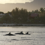 Dauphins à long bec, Baie de Tamarin, Maurice