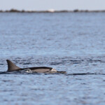 Dauphins à long bec, Baie de Tamarin, Maurice