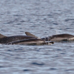 Dauphins à long bec, Baie de Tamarin, Maurice