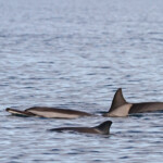 Dauphins à long bec, Baie de Tamarin, Maurice