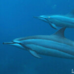 Dauphins à long bec, Baie de Tamarin, Maurice