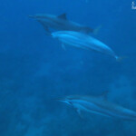 Dauphins à long bec, Baie de Tamarin, Maurice