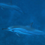 Dauphins à long bec, Baie de Tamarin, Maurice