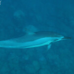 Dauphins à long bec, Baie de Tamarin, Maurice