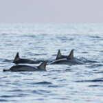 Dauphins à long bec, Baie de Tamarin, Maurice