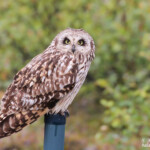 Hibou des marais