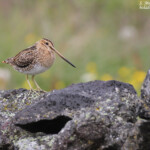 Bécassine des marais, lac de Myvatn
