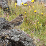 Grive mauvis, lac de Myvatn