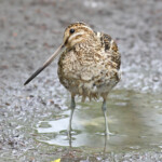Bécassine des marais, lac de Myvatn