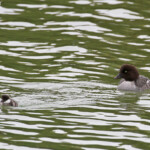 Femelle de Garrot d'Islande et ses jeunes, lac de Myvatn
