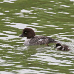 Femelle de Garrot d'Islande et ses jeunes, lac de Myvatn