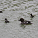 Femelle de Garrot d'Islande et ses jeunes, lac de Myvatn