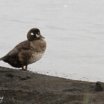 Femelle d'Arlequin plongeur, rivière Laxa, Myvatn