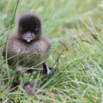 Jeune de Fuligule morillon, Lac Myvatn