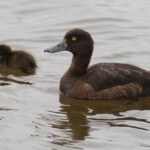 Fuligule morillon et son jeune, Lac Myvatn