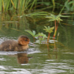 Jeune de Canard siffleur, Lac Myvatn
