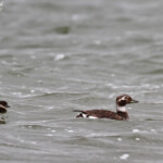 Harelde boréale et ses jeunes, Lac Myvatn