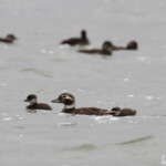Harelde boréale et ses jeunes, Lac Myvatn