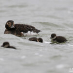 Harelde boréale et ses jeunes, Lac Myvatn