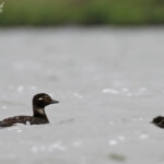 Harelde boréale et ses jeunes, Lac Myvatn