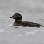 Harelde boréale, Lac Myvatn