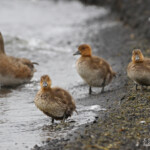 Canard siffleur et ses jeunes, Lac Myvatn