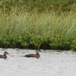 Macreuses noires, Lac de Myvatn