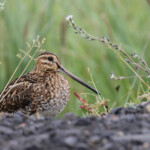 Bécassine des marais, Lac de Myvatn
