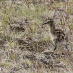Jeune de Courlis corlieu, Lac de Myvatn