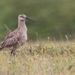 Courlis corlieu, Lac de Myvatn