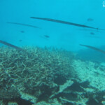 Poissons flutes, Réserve marine de blue Bay