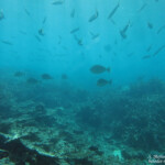 Réserve marine de blue Bay