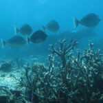 Nasons à éperons bleus, Réserve marine de Blue bay
