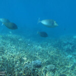 Nasons à éperons bleus, Réserve marine de Blue bay