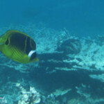 Papillon raton-laveur, Réserve marine de blue Bay