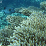 Tétrodon à taches noires, Réserve marine de Blue bay