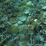 Coraux, Réserve marine de blue Bay
