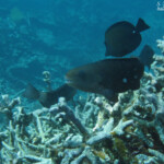Poisson perroquet, Réserve marine de Blue bay