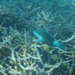 Poisson perroquet, Réserve marine de Blue bay