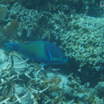Poisson perroquet, Réserve marine de Blue bay