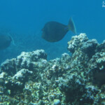 Nasons à éperons bleus, Réserve marine de Blue bay