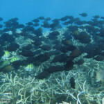 Chirurgiens striés et bagnards, Réserve marine de Blue bay