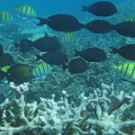 Chirurgiens striés et bagnards, Réserve marine de Blue bay