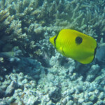 Papillon à larme, Réserve marine de blue Bay