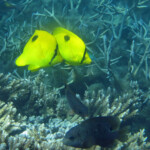 Papillons à larme, Réserve marine de blue Bay