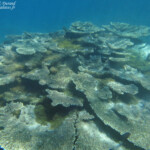 Coraux, Réserve marine de blue Bay